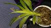 what is wrong w my catasetum?-20140503_190722-jpg
