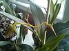 Paph &amp; Dendrobium Question-2014-05-10-20-11-14-jpg