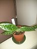 Paph &amp; Dendrobium Question-2014-05-10-21-53-21-jpg