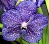 NOID Vanda-orchids-005-jpg