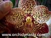 NOID Vanda-vanda-sanderiana-ascocenda-chameleon-orchidynasty2-jpg