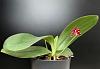 Phalaenopsis bastianii-orchids-007-jpg