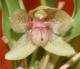 King_of_orchid_growing:)'s Avatar