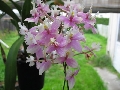 ISO Epidendrum Wedding Valley 'Sakura"